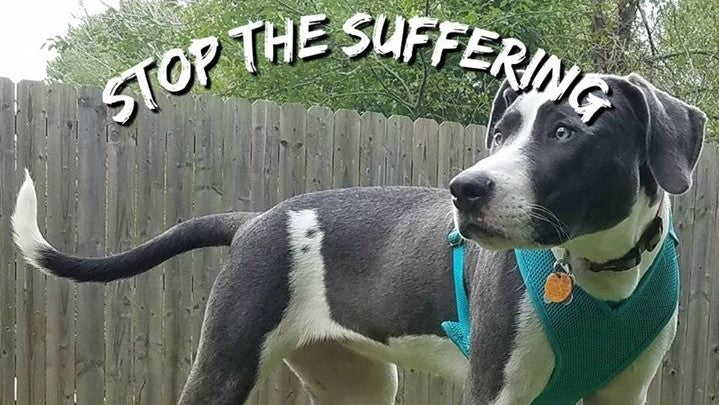 BOGO Spotlight: Stop The Suffering (STS) – Project Blue Collar