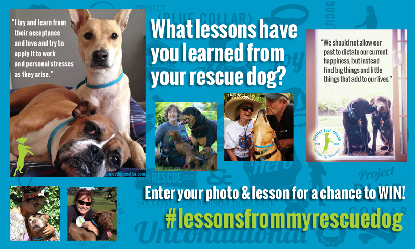 Lessons From My Rescue Dog – Project Blue Collar