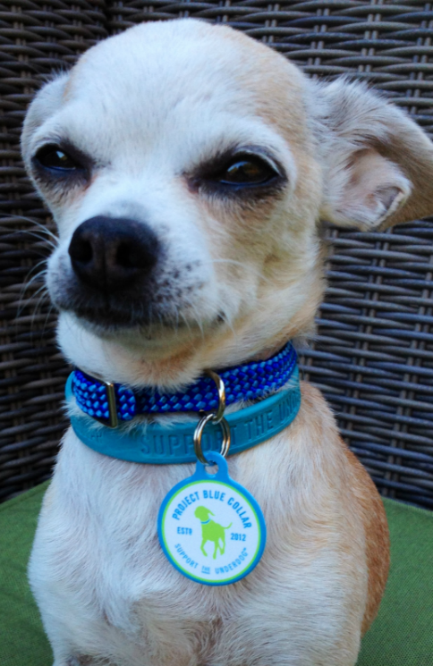 Pethub 2024 scan tag