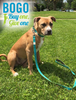 Call To Action Collar and Leash Set